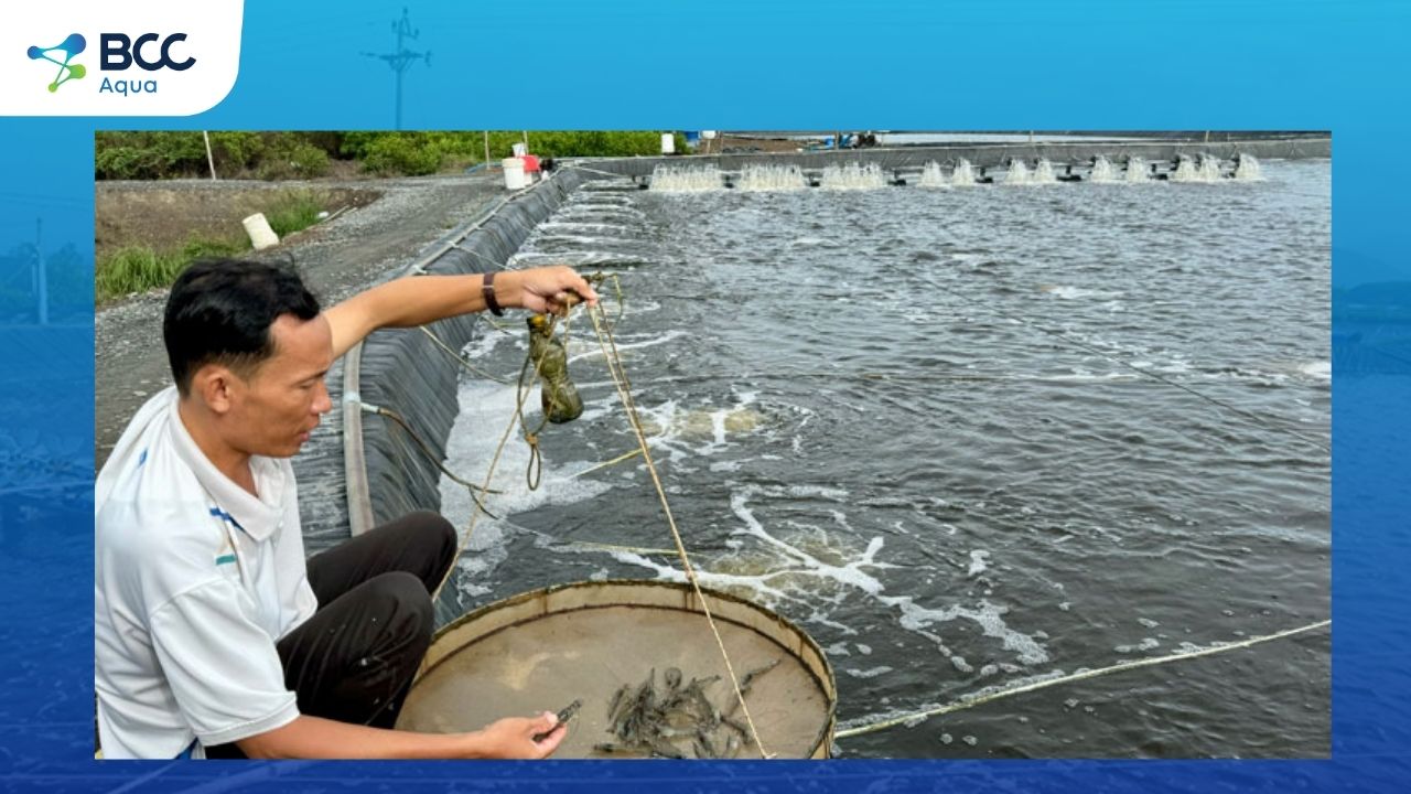 Nước ao nuôi tôm màu trà sử dụng dòng men vi sinh EM1 đậm đặc