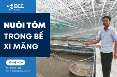 nuôi tôm trong bể xi măng